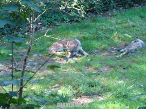 Loup de Mackenzie