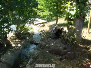 Loutre asiatique