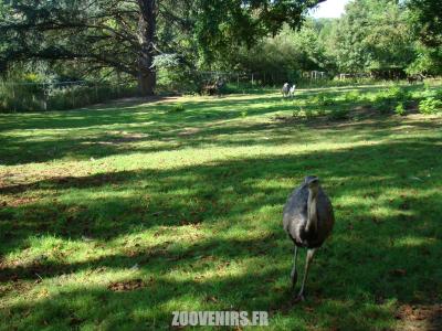 Nandou - Lama - 2019