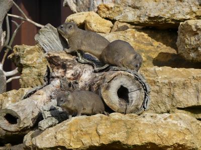 Daman des rochers - 2023