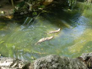 Loutre géante