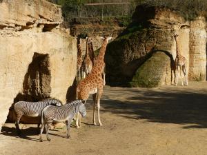 Girafe d'Afrique centrale - Zèbre de Grévy