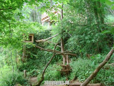 Chouette-Effraie - 2009