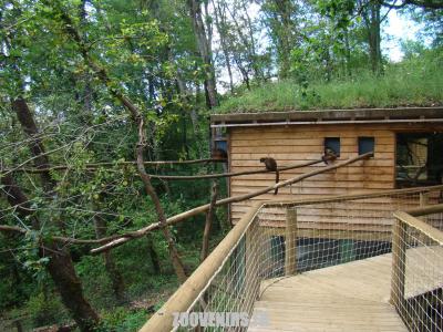 Lémur à ventre roux - 2009