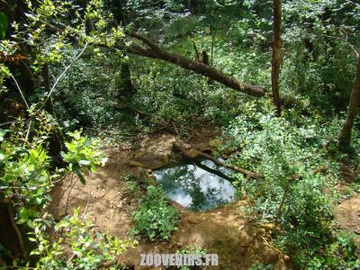 Lémur à ventre roux - 2009