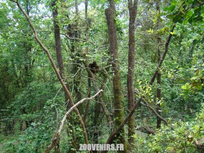 Lémur à ventre roux - 2009