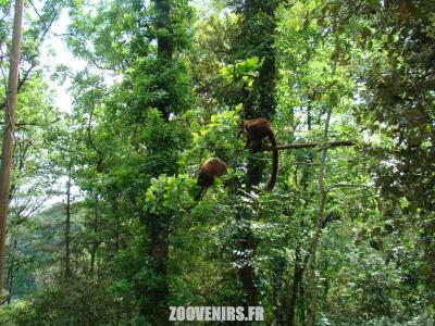 Lémur à ventre roux - 2009