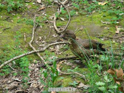 Sarcelle de Bernier - 2009
