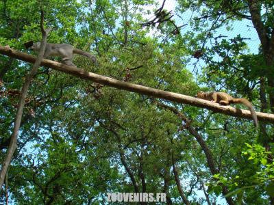 Lémur couronné - 2009