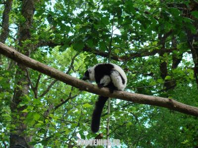 Maki vari noir et blanc - 2009