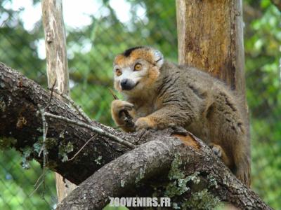Lémur couronné - 2009