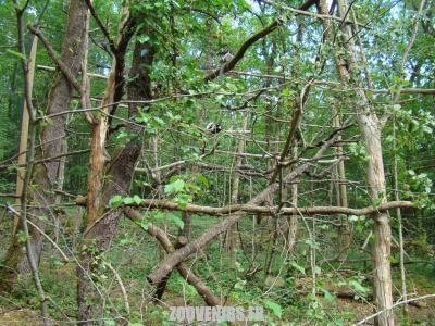 Vari noir et blanc - 2009