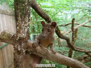 Fossa