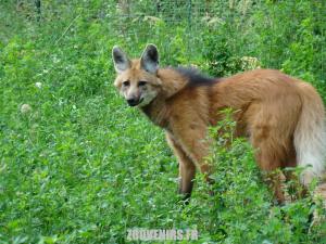 Loup à crinière