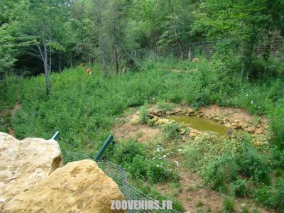 Loup à crinière - 2009