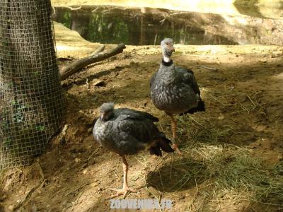 Kamichi à collier - 2009