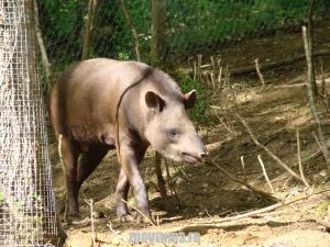 Tapir terrestre