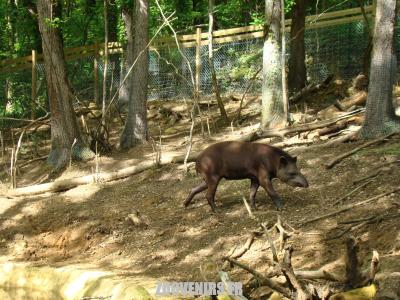 Tapir terrestre - 2009