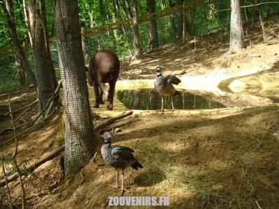 Tapir terrestre - Kamichi à collier - 2009