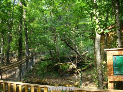 Callimico de Goeldi -  Saki à face blanche - 2009