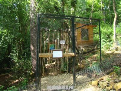 Goura de Victoria - 2009