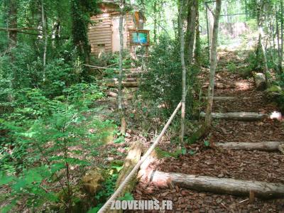 Goura de Victoria - 2009