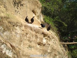 Ibis chauve
