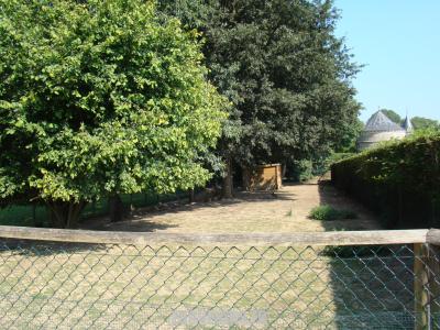 Wallaby de Bennett - 2011