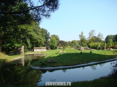 Colobe guéréza - Cercopitéque - 2011