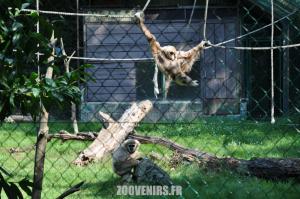 Gibbon à mains blanches