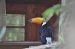 Toucan toco