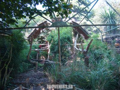 Ara chloroptére - 2011