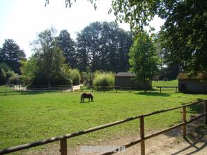 Poney