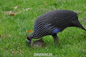Pintade vulturine