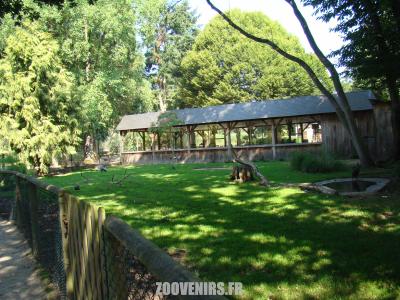 Pintade vulturine - Grue couronnée - 2011