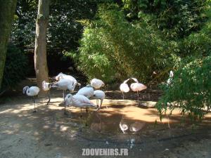 Flamant rose