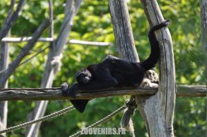 Atéle noir de Colombie