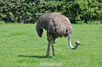 Autruche - 2011