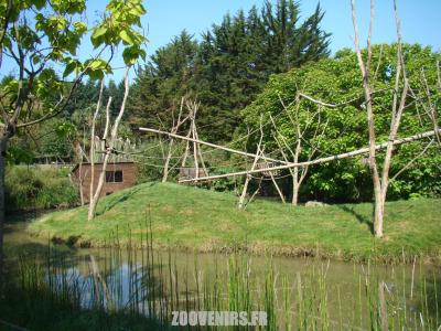 Atéle noir de Colombie - 2011