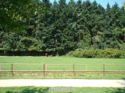 Bœuf Watussi - 2011