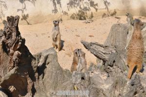 Suricate