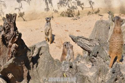 Suricate - 2011
