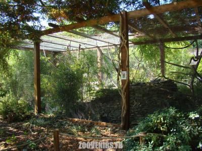 Tamarin empereur - Agami - 2011