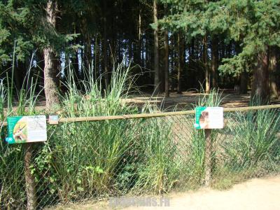 Daim - Cobe de Lechwe - 2011