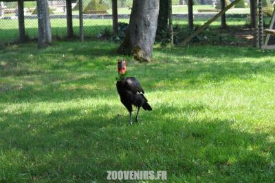 Calao terrestre - 2011