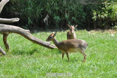 Dik-dik de Kirk - 2011