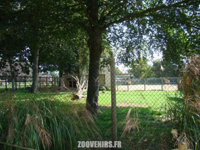 Dik-dik de Kirk - 2011