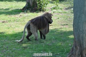 Gelada