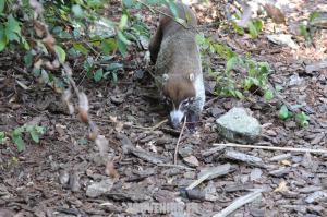 Coati à nez blanc 