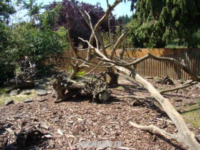 Coati  à nez blanc - 2011